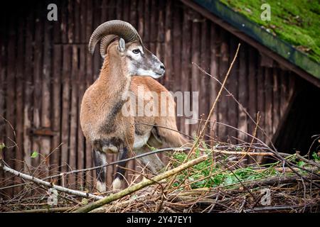 Mufflon Ovis orientalis musimon. Mufflon Ovis orientalis musimon im Wildgatter Oberrabenstein Chemnitz. 20240913MIC0076 *** Mouflon Ovis orientalis musimon Mouflon Ovis orientalis musimon im Oberrabenstein Wildreservat Chemnitz 20240913MIC0076 Stockfoto