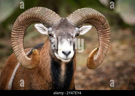 Mufflon Ovis orientalis musimon. Mufflon Ovis orientalis musimon im Wildgatter Oberrabenstein Chemnitz. 20240913MIC0140 *** Mouflon Ovis orientalis musimon Mouflon Ovis orientalis musimon im Oberrabenstein Wildreservat Chemnitz 20240913MIC0140 Stockfoto