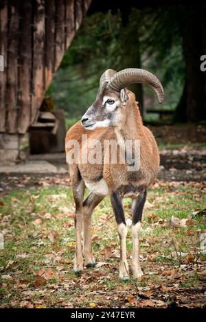 Mufflon Ovis orientalis musimon. Mufflon Ovis orientalis musimon im Wildgatter Oberrabenstein Chemnitz. 20240913MIC0108 *** Mouflon Ovis orientalis musimon Mouflon Ovis orientalis musimon im Oberrabenstein Wildreservat Chemnitz 20240913MIC0108 Stockfoto