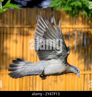 Jungtaube oder Jungvögel im Flug im Garten vor einer herbstlich goldfarbenen Bambuszäunplatte Stockfoto