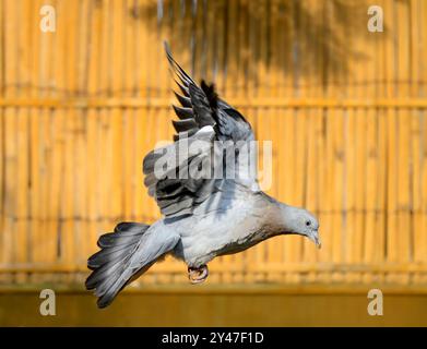 Jungtaube oder Jungvögel im Flug im Garten vor einer herbstlich goldfarbenen Bambuszäunplatte Stockfoto