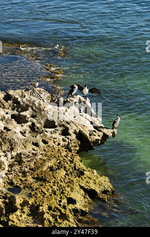 Australische Rattenkormorane (Phalacrocorax varius), auch Rattenkormorane oder Rattenkormorane, auf einem Felsen an der mittleren westküste Westaustraliens Stockfoto