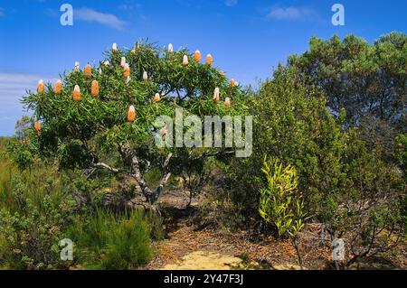 Acorn banksia oder orange banksia (banksia prionotes), mit großen Blütenspitzen. Endemisch im Südwesten von Western Australia Stockfoto