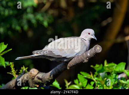 Taube mit Kragen und ihren hellroten Augen saßen am sonnigen Tag im Baum Stockfoto