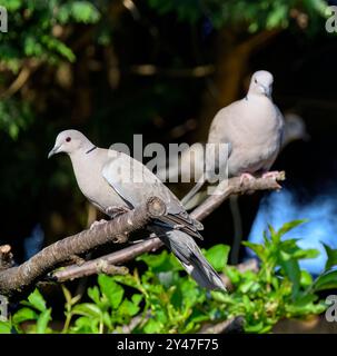 Ein Paar Kragentauben mit ihren hellroten Augen saßen am sonnigen Tag im Baum Stockfoto