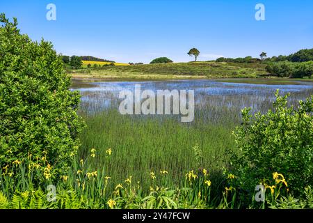 Priddy Pools im Sommer in Priddy Mineries, Somerset, mit Schilf im Teich, wilden gelben Iris und dem beliebten Priddy Tree am Horizont. Stockfoto