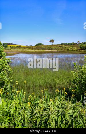 Priddy Pools im Sommer in Priddy Mineries, Somerset, mit Schilf im Teich, wilden gelben Iris und dem beliebten Priddy Tree am Horizont. Stockfoto