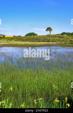 Priddy Pools im Sommer in Priddy Mineries, Somerset, mit Schilf im Teich, wilden gelben Iris und dem beliebten Priddy Tree am Horizont. Stockfoto