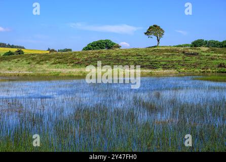 Priddy Pools im Sommer in Priddy Mineries, Somerset, mit Schilf im Teich und blauem Himmel mit dem Priddy Tree am Horizont Stockfoto