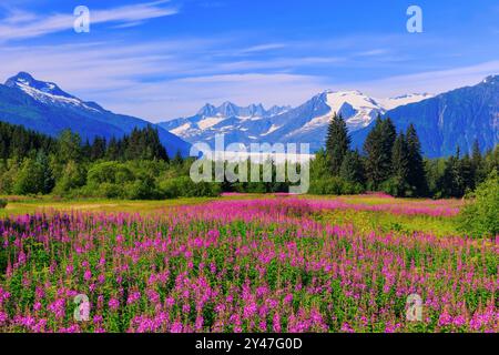 Juneau, Alaska. Mendenhall Gletscher Aussichtspunkt mit Weidenröschen in voller Blüte. Stockfoto