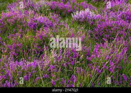 Wildes Heidekraut blüht im Sommer in der Nähe von Priddy in Somerset, Großbritannien Stockfoto