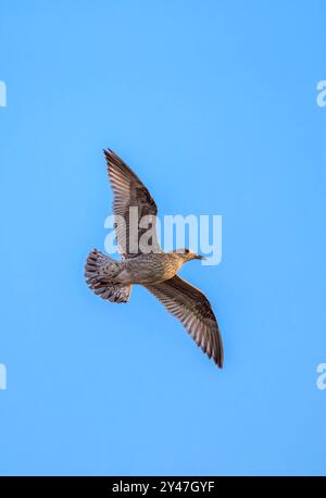 Die junge Heringsmöwe fliegt in der goldenen Stunde gegen einen hellblauen Himmel, aufgenommen in Weston Super Mare, Großbritannien Stockfoto