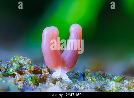 Gruppe einer Schleimform - Stemonitis fusca. Er wächst in Häufchen auf totem Holz und hat markante hohe braune Sporangia, die auf schlanken Stielen mit gestützt wird Stockfoto