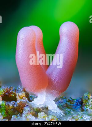 Gruppe einer Schleimform - Stemonitis fusca. Er wächst in Häufchen auf totem Holz und hat markante hohe braune Sporangia, die auf schlanken Stielen mit gestützt wird Stockfoto