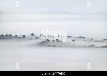 Ein starker Morgennebel auf den Somerset Levels, wie von den Mendip Hills aus gesehen, Somerset, Großbritannien, mit einigen Bäumen, die gerade erst durchbrechen Stockfoto