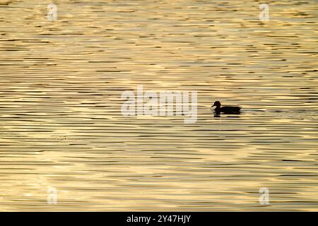 Stockenten-Ente-Silhouette auf einem hellen Sonnenaufgang Blagdon Lake, Somerset, verleiht dem See ein warmes gelbliches Leuchten mit einem ungewöhnlichen, fast gestreiften Muster Stockfoto