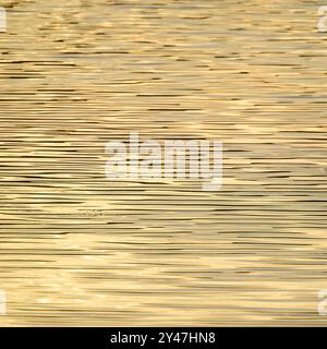 Stockenten-Ente-Silhouette auf einem hellen Sonnenaufgang Blagdon Lake, Somerset, verleiht dem See ein warmes gelbliches Leuchten mit einem ungewöhnlichen, fast gestreiften Muster Stockfoto