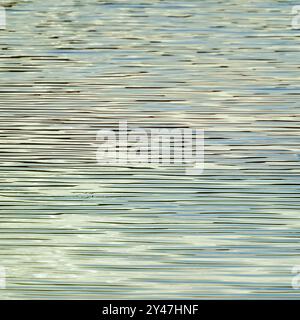 Stockenten-Ente-Silhouette auf einem hellen Sonnenaufgang Blagdon Lake, Somerset, verleiht dem See ein warmes gelbliches Leuchten mit einem ungewöhnlichen, fast gestreiften Muster Stockfoto