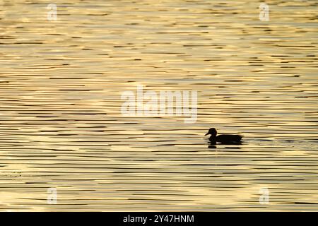 Stockenten-Ente-Silhouette auf einem hellen Sonnenaufgang Blagdon Lake, Somerset, verleiht dem See ein warmes gelbliches Leuchten mit einem ungewöhnlichen, fast gestreiften Muster Stockfoto