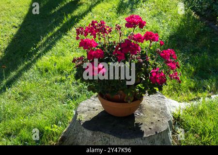 Rote Pelargonium Topf Geranium Blumen Topf blühende Blüten blühend im Blumentopf Pflanzen Sie rote Geranium im Topf auf einem alten Baumstamm im Garten Stockfoto