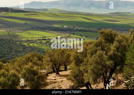 Die heilige Stadt Moulay Driss Zerhoun, Meknes. Marokko, Nordafrika Stockfoto