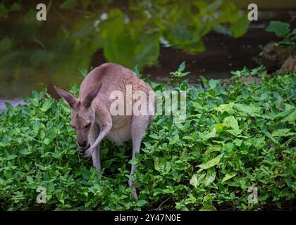 Cairns, Australien -- 20. Februar 2023. Foto eines jungen Kängurus, das sich an einigen Blättern in einem Wildpark in Cairns Australien knabbert. Stockfoto