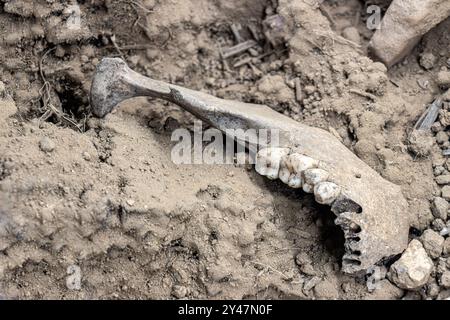 Menschlicher Kiefer aus archäologischen Funden vom Schlachtfeld Stockfoto