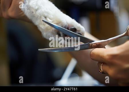 Der Groomer trimmt das Fell vorsichtig auf einer Hundepfote in einem hellen Friseursalon Stockfoto