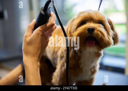 Ein Friseur schneidet das Fell eines fröhlichen Hundes in einem Tiersalon sorgfältig ab Stockfoto