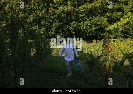 16. September 2024, Sanxenxo, Pontevedra, EspaÃ±A: Beginn der Erntesaison für die Weintraube AlbariÃ±o in der Region Salnés, in der Provinz Pontevedra, Galicien, Spanien (Bildausweis: © Elena Fernandez/ZUMA Press Wire) NUR REDAKTIONELLE VERWENDUNG! Nicht für kommerzielle ZWECKE! Stockfoto