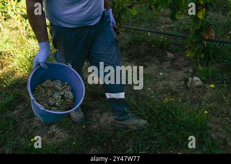 16. September 2024, Sanxenxo, Pontevedra, EspaÃ±A: Beginn der Erntesaison für die Weintraube AlbariÃ±o in der Region Salnés, in der Provinz Pontevedra, Galicien, Spanien (Bildausweis: © Elena Fernandez/ZUMA Press Wire) NUR REDAKTIONELLE VERWENDUNG! Nicht für kommerzielle ZWECKE! Stockfoto