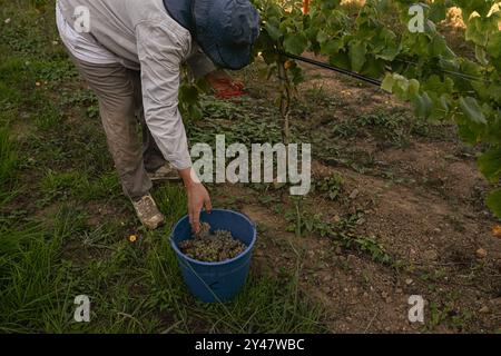 16. September 2024, Sanxenxo, Pontevedra, EspaÃ±A: Beginn der Erntesaison für die Weintraube AlbariÃ±o in der Region Salnés, in der Provinz Pontevedra, Galicien, Spanien (Bildausweis: © Elena Fernandez/ZUMA Press Wire) NUR REDAKTIONELLE VERWENDUNG! Nicht für kommerzielle ZWECKE! Stockfoto