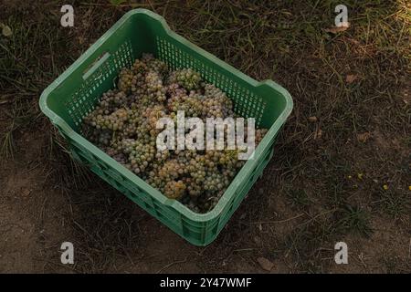 16. September 2024, Sanxenxo, Pontevedra, EspaÃ±A: Beginn der Erntesaison für die Weintraube AlbariÃ±o in der Region Salnés, in der Provinz Pontevedra, Galicien, Spanien (Bildausweis: © Elena Fernandez/ZUMA Press Wire) NUR REDAKTIONELLE VERWENDUNG! Nicht für kommerzielle ZWECKE! Stockfoto