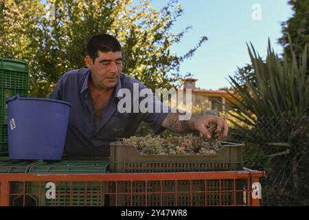 16. September 2024, Sanxenxo, Pontevedra, EspaÃ±A: Beginn der Erntesaison für die Weintraube AlbariÃ±o in der Region Salnés, in der Provinz Pontevedra, Galicien, Spanien (Bildausweis: © Elena Fernandez/ZUMA Press Wire) NUR REDAKTIONELLE VERWENDUNG! Nicht für kommerzielle ZWECKE! Stockfoto