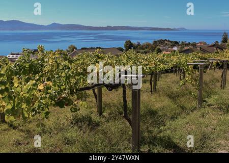 16. September 2024, Sanxenxo, Pontevedra, EspaÃ±A: Beginn der Erntesaison für die Weintraube AlbariÃ±o in der Region Salnés, in der Provinz Pontevedra, Galicien, Spanien (Bildausweis: © Elena Fernandez/ZUMA Press Wire) NUR REDAKTIONELLE VERWENDUNG! Nicht für kommerzielle ZWECKE! Stockfoto