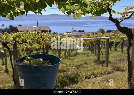 16. September 2024, Sanxenxo, Pontevedra, EspaÃ±A: Beginn der Erntesaison für die Weintraube AlbariÃ±o in der Region Salnés, in der Provinz Pontevedra, Galicien, Spanien (Bildausweis: © Elena Fernandez/ZUMA Press Wire) NUR REDAKTIONELLE VERWENDUNG! Nicht für kommerzielle ZWECKE! Stockfoto