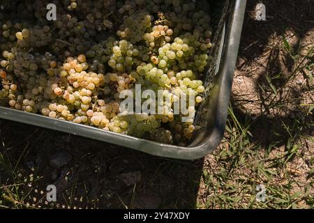 16. September 2024, Sanxenxo, Pontevedra, EspaÃ±A: Beginn der Erntesaison für die Weintraube AlbariÃ±o in der Region Salnés, in der Provinz Pontevedra, Galicien, Spanien (Bildausweis: © Elena Fernandez/ZUMA Press Wire) NUR REDAKTIONELLE VERWENDUNG! Nicht für kommerzielle ZWECKE! Stockfoto