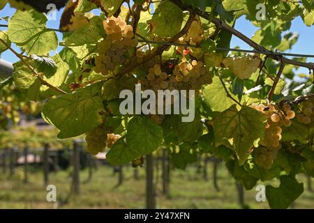 16. September 2024, Sanxenxo, Pontevedra, EspaÃ±A: Beginn der Erntesaison für die Weintraube AlbariÃ±o in der Region Salnés, in der Provinz Pontevedra, Galicien, Spanien (Bildausweis: © Elena Fernandez/ZUMA Press Wire) NUR REDAKTIONELLE VERWENDUNG! Nicht für kommerzielle ZWECKE! Stockfoto