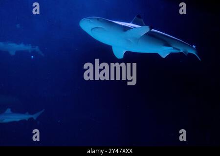 Riffhai (Carcharhinus perezii) schwimmen im dunkelblauen Wasser. Ansicht von unten, Kopierbereich für Text. Körniges, verrauschtes Foto. Stockfoto