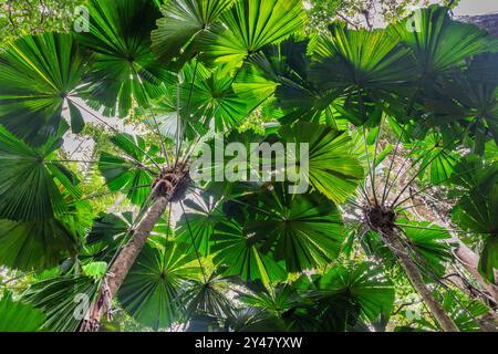 Palmen im tropischen Regenwald im Daintree River National Park in Queensland, Australien. Stockfoto