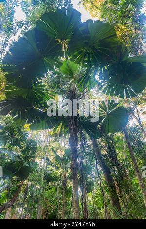 Palmen im tropischen Regenwald im Daintree River National Park in Queensland, Australien. Stockfoto