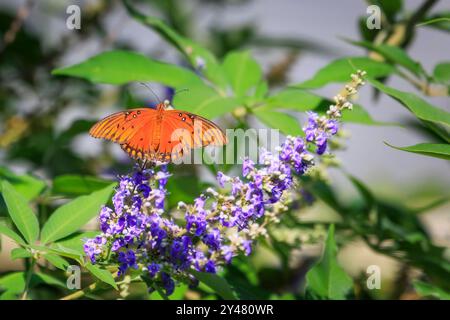 Gulf Fritillary (Dione Vanillae) Schmetterling auf lila Blumen in einem Garten in Oklahoma City, OK, UISA Stockfoto
