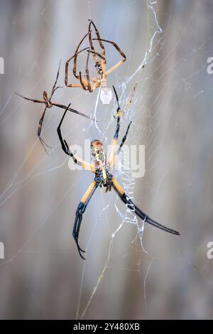 Orb Weaver Spinnen in einem Garten im Hinterhof in Oklahoma City, OK, USA Stockfoto