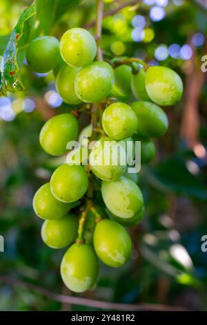 Ein Haufen großer grüner Trauben reift in der Sonne. Stockfoto