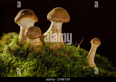 Eine Pilzgruppe, die auf einem Bett aus grünem Moos in einer natürlichen Umgebung wächst. Die Pilze haben eine bräunliche Kappe und einen hellen Stiel, Honigpilze Stockfoto