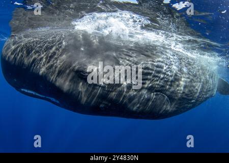 Pottwale nahe der Oberfläche. Das größte gezahnte Raubtier. Stockfoto