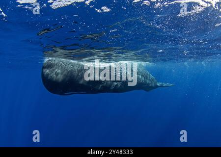 Pottwale nahe der Oberfläche. Das größte gezahnte Raubtier. Stockfoto