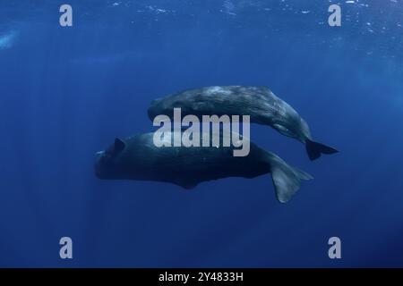 Pottwale nahe der Oberfläche. Das größte gezahnte Raubtier. Stockfoto