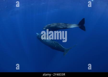 Pottwale nahe der Oberfläche. Das größte gezahnte Raubtier. Stockfoto