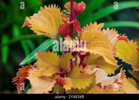 Coleus in den Gärten des will Rogers Park von OKC. IOklahoma City, OK, USA Stockfoto